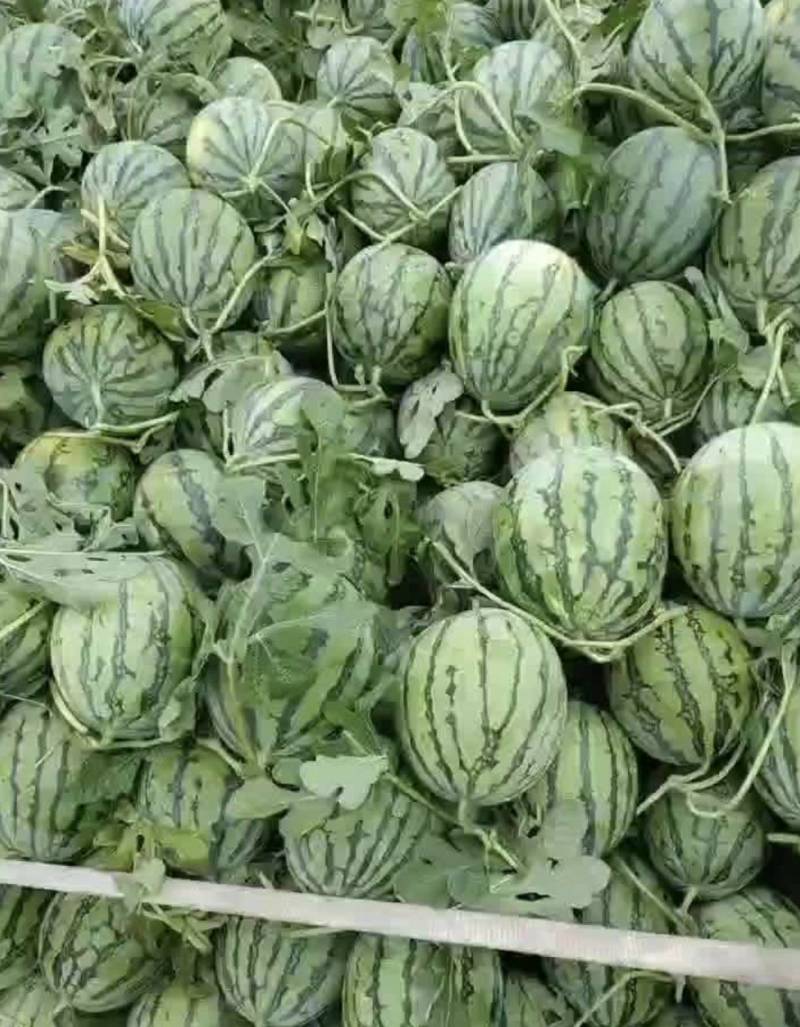 西瓜麒麟西瓜美都西瓜8424一条龙产区直发保质保量