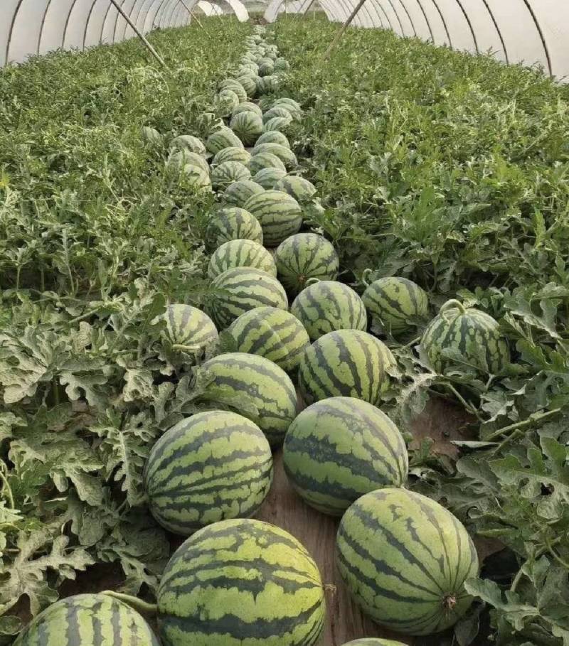 西瓜麒麟西瓜美都西瓜8424一条龙产区直发保质保量