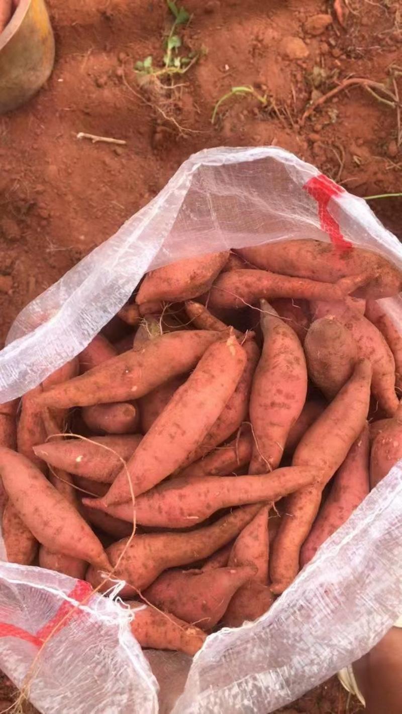 广西西瓜红薯电商货市场货大量上市供应规格齐全
