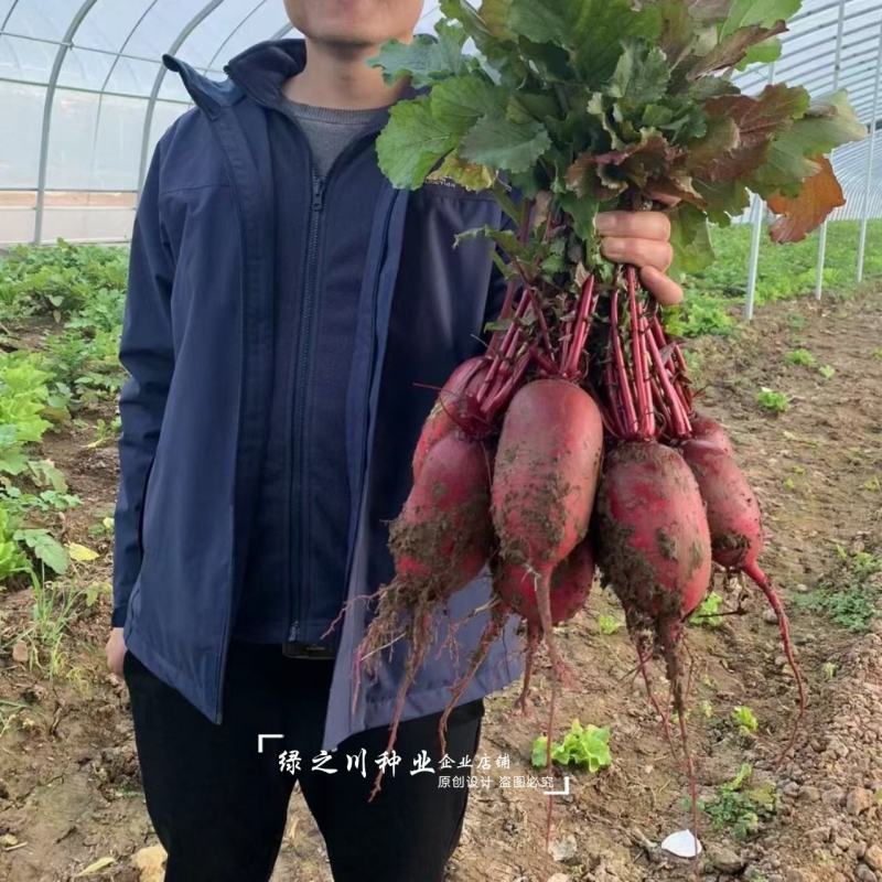 豫甜火龙果水果萝卜种子红皮红肉凤梨萝卜种子脆甜含花青素