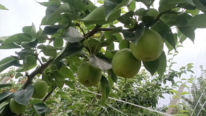 苏脆梨口感好，价格低大量上市，需要的请联系