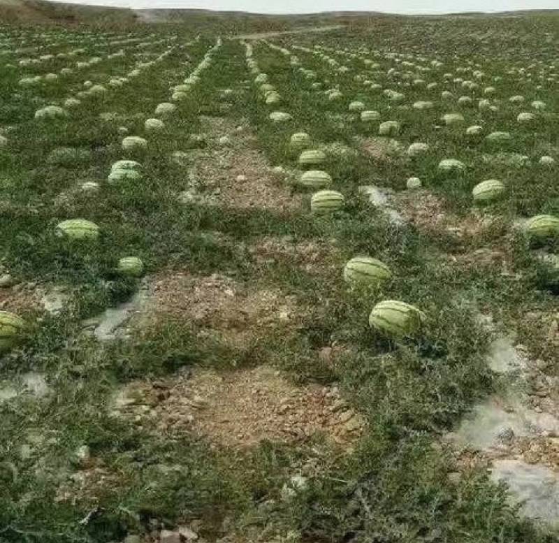 西瓜甘肃西瓜硒砂瓜产区直发保质保量代发全国