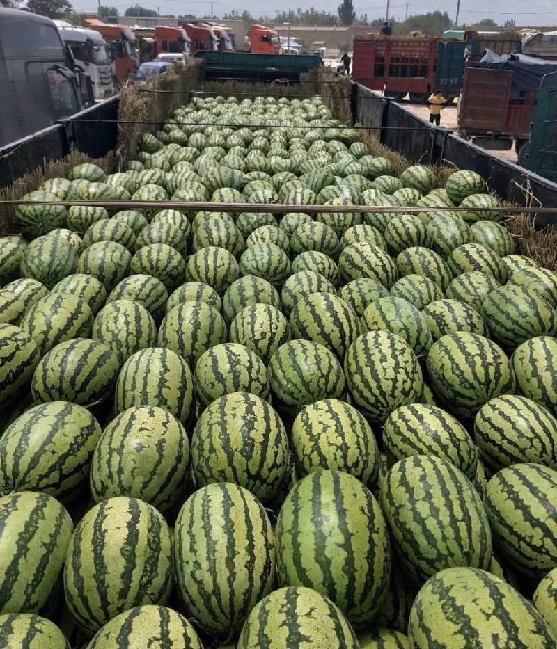 西瓜甘肃西瓜硒砂瓜产区直发保质保量代发全国