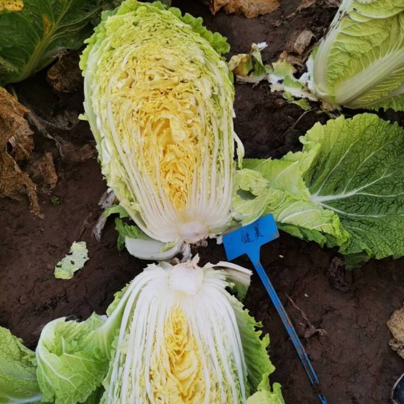 健美黄心大白菜种子秋宝高抗根肿病70天黄心芯白菜做泡菜