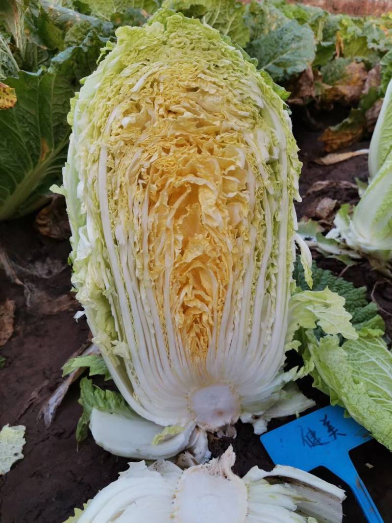 健美黄心大白菜种子秋宝高抗根肿病70天黄心芯白菜做泡菜