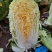 健美黄心大白菜种子秋宝高抗根肿病70天黄心芯白菜做泡菜