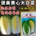健美黄心大白菜种子秋宝高抗根肿病70天黄心芯白菜做泡菜