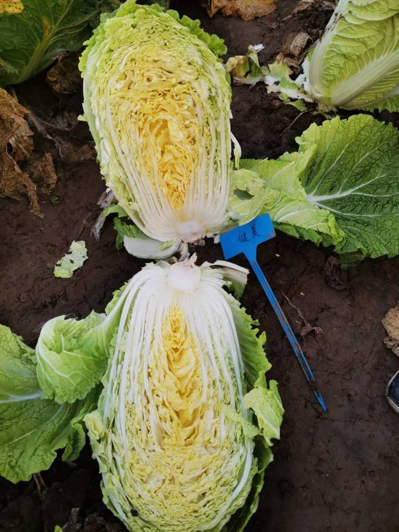 健美黄心大白菜种子秋宝高抗根肿病70天黄心芯白菜做泡菜