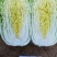 健美黄心大白菜种子秋宝高抗根肿病70天黄心芯白菜做泡菜
