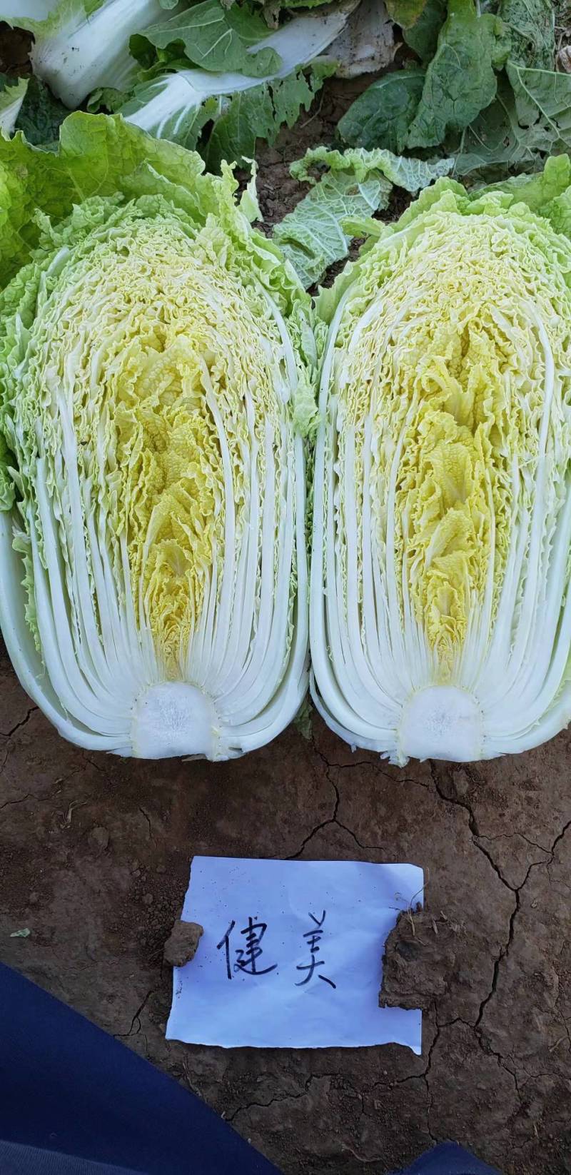 健美黄心大白菜种子秋宝高抗根肿病70天黄心芯白菜做泡菜