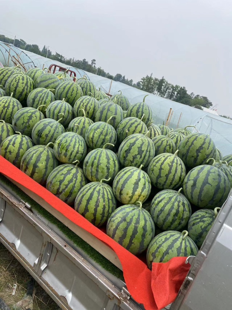 西瓜四川产地直供濛阳水果市场2公里诚信经营品质保证