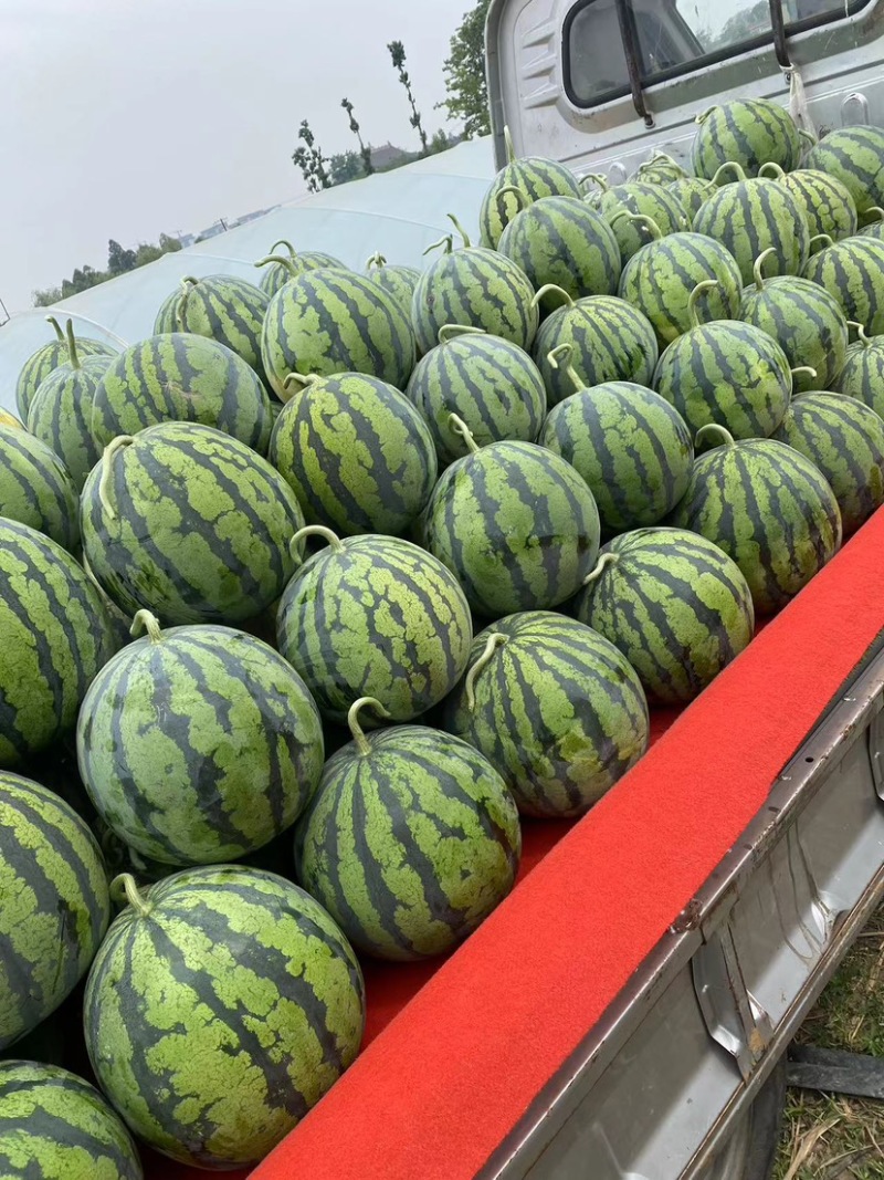 西瓜四川产地直供濛阳水果市场2公里诚信经营品质保证