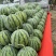西瓜四川产地直供濛阳水果市场2公里诚信经营品质保证