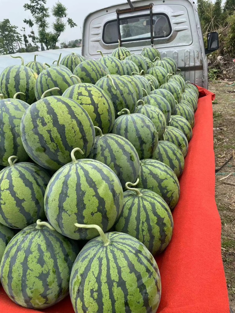 西瓜四川产地直供濛阳水果市场2公里诚信经营品质保证