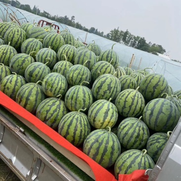精品口口脆嘉秀6号西瓜产地直供离蒙阳水果市场2公里