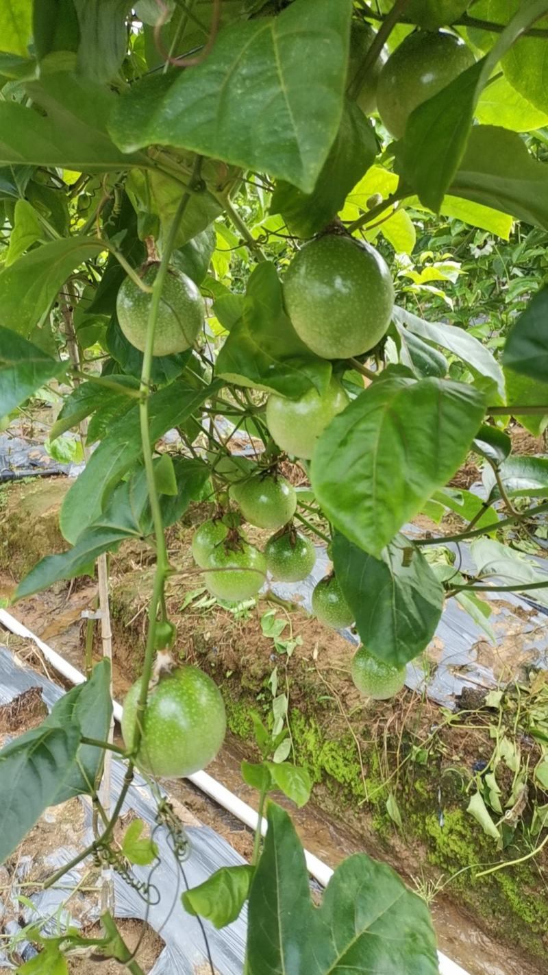 广西黄金百香果，钦密九号，果园直发