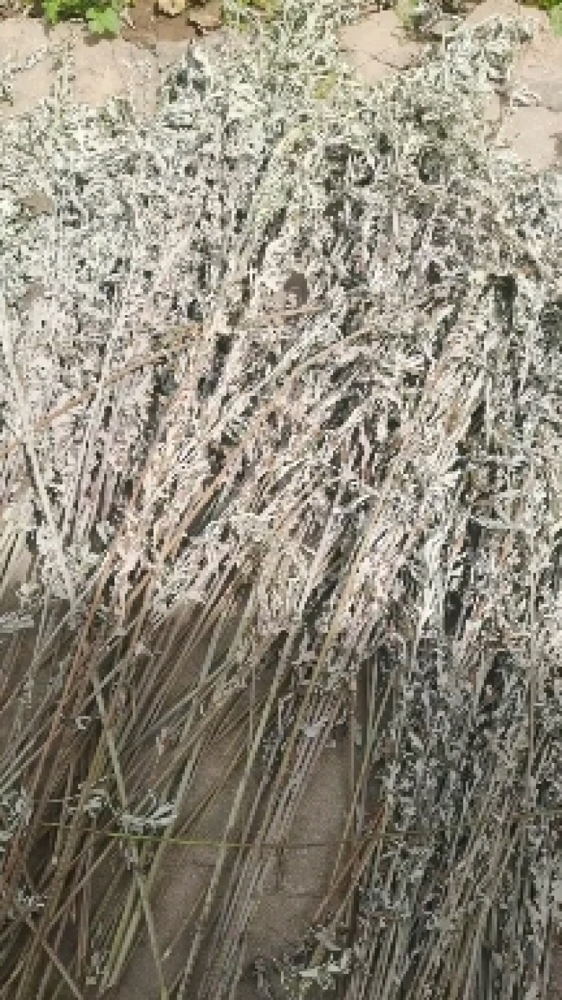 优质的野生全棵艾草！物美价廉！接单全国各地