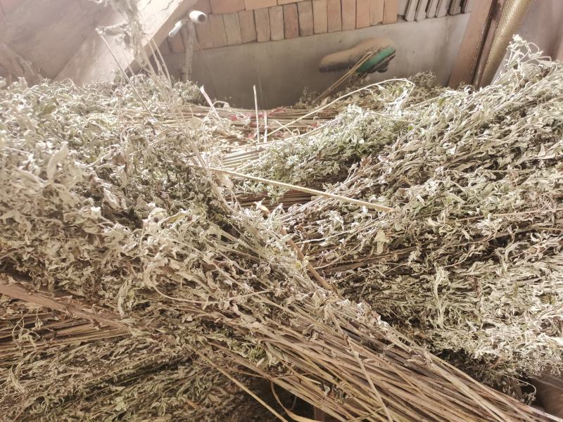 优质的野生全棵艾草！物美价廉！接单全国各地