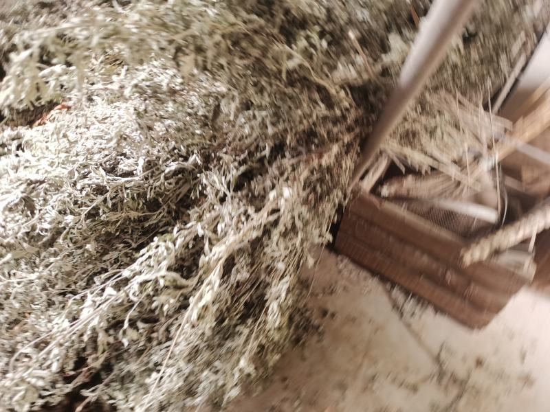 优质的野生全棵艾草！物美价廉！接单全国各地