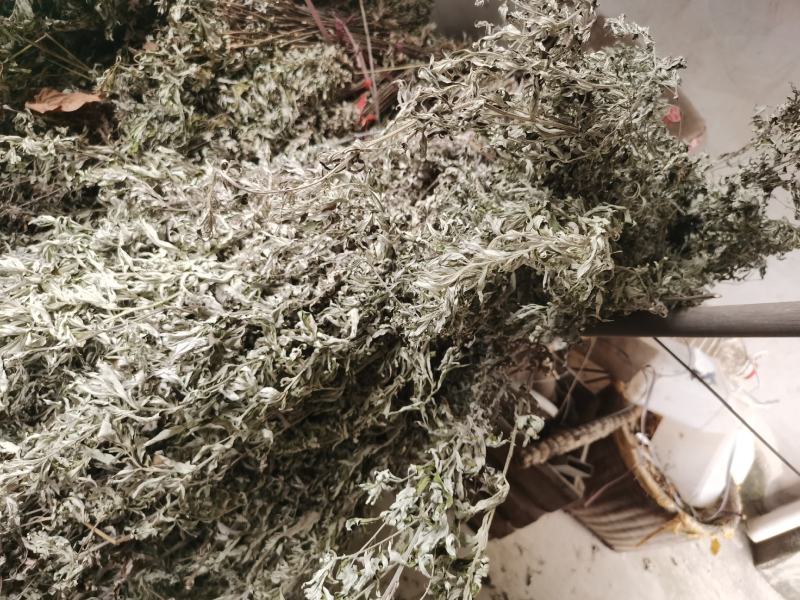 优质的野生全棵艾草！物美价廉！接单全国各地