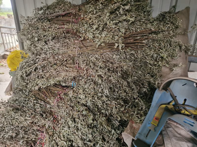 优质的野生全棵艾草！物美价廉！接单全国各地
