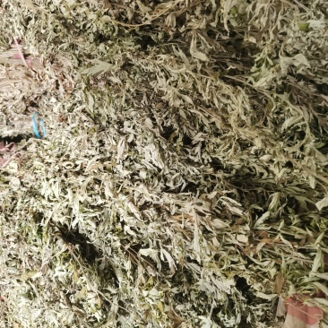 优质的野生全棵艾草！物美价廉！接单全国各地