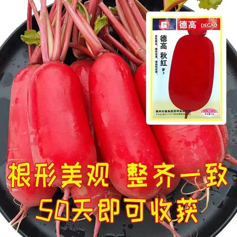 德高萝卜种子秋红萝卜种子皮色艳红满身红萝卜种子板叶萝卜籽