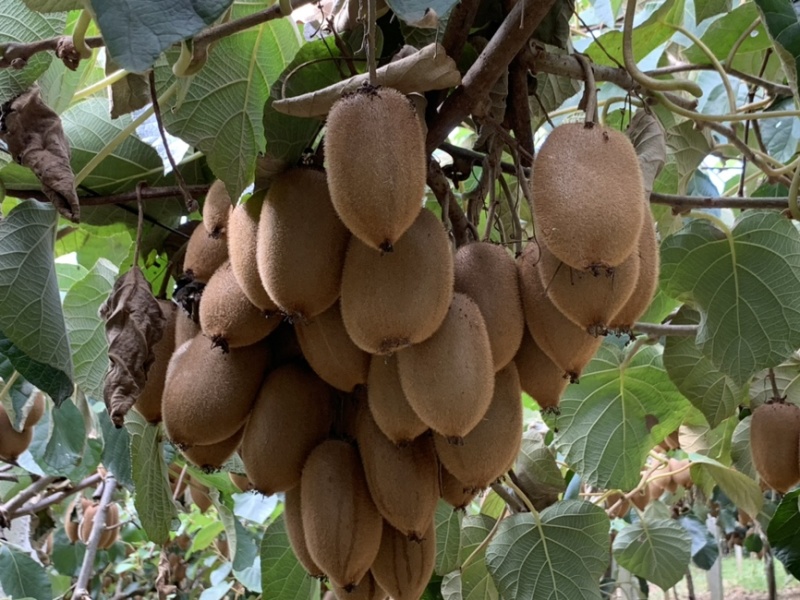 湘西富硒猕猴桃🥝专业代办十年，精品好货