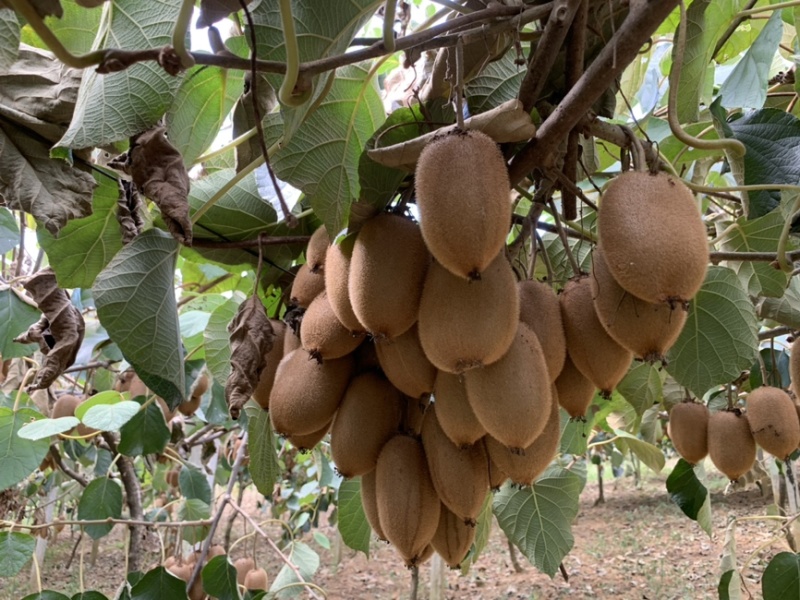 湘西富硒猕猴桃🥝专业代办十年，精品好货