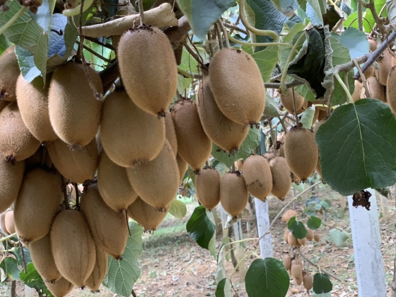 湘西富硒猕猴桃🥝专业代办十年，精品好货