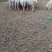 羊绒