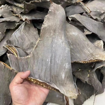 牙勾翅鱼翅原色牙拣翅茶勾翅鱼翅金勾翅群翅酒店食材