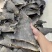 牙勾翅鱼翅原色牙拣翅茶勾翅鱼翅金勾翅群翅酒店食材