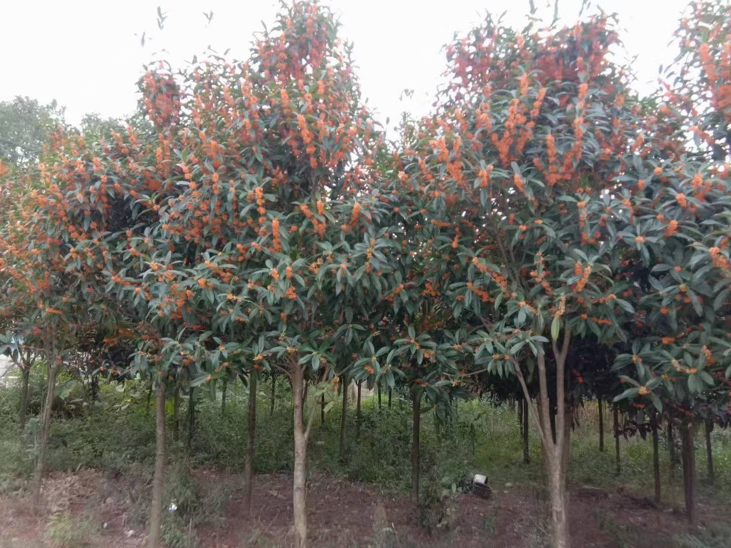 古代书生在桂树下折桂,象征科举高中 古代科举考生折桂场景