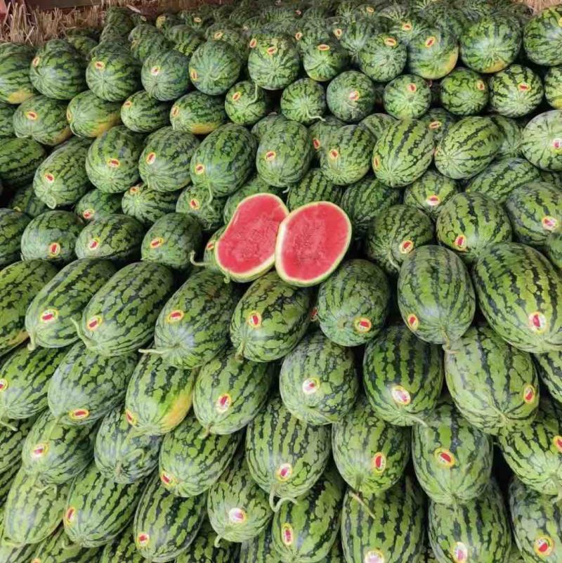 河南绿爽西瓜🍉大量上市新鲜采摘产地直发品质有保障