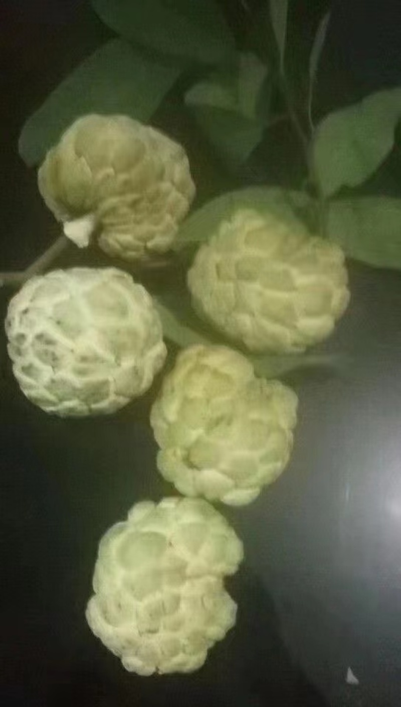 释迦土番种子一斤