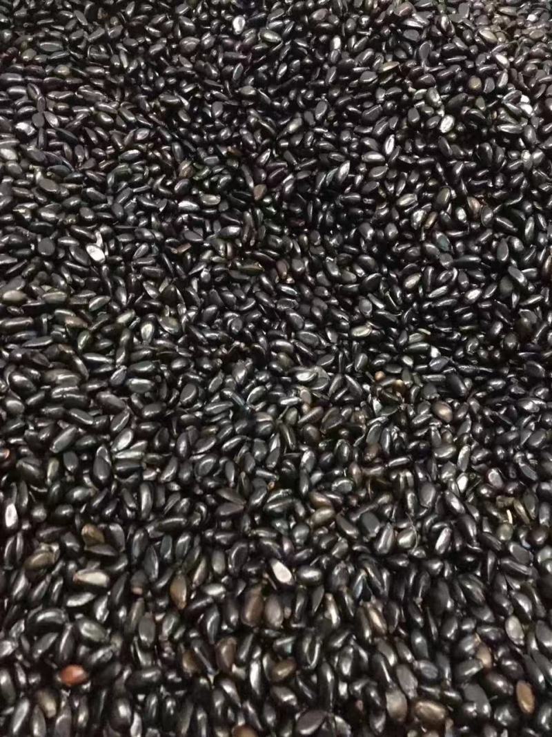 释迦土番种子一斤