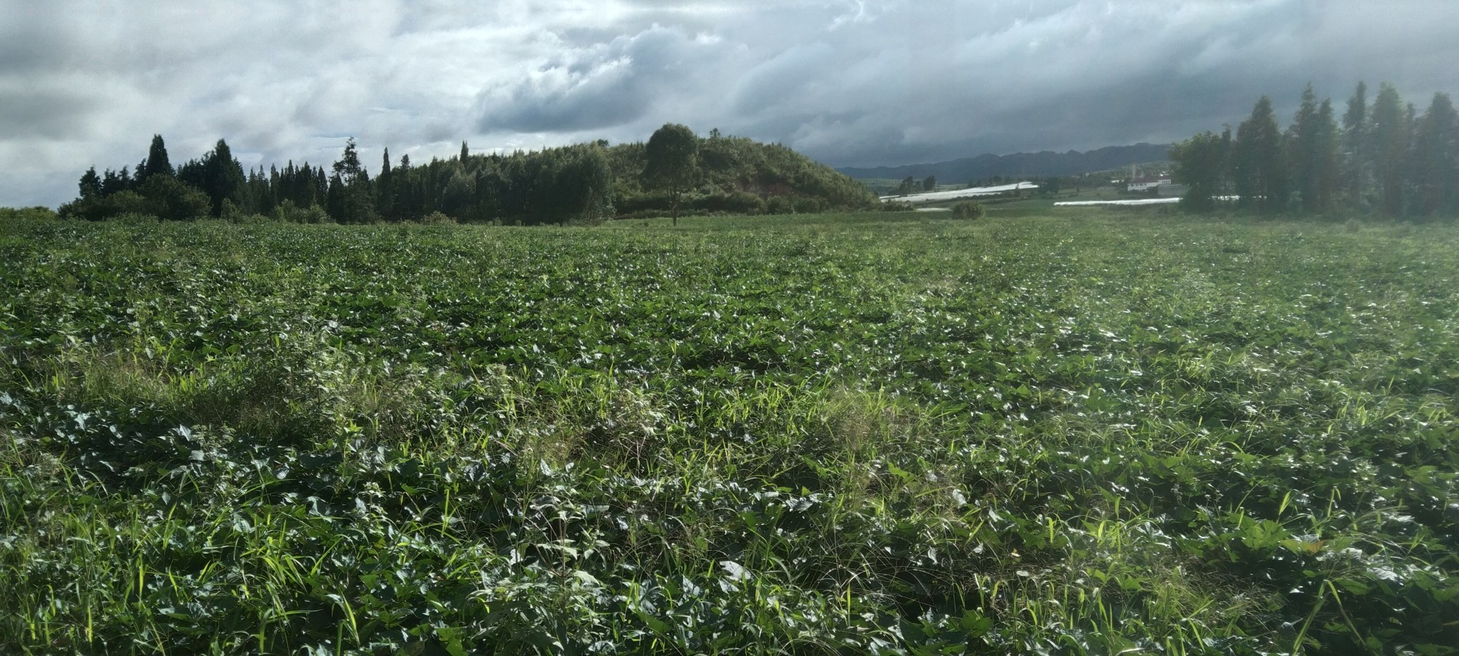 西瓜红红薯整株田间生长实景图