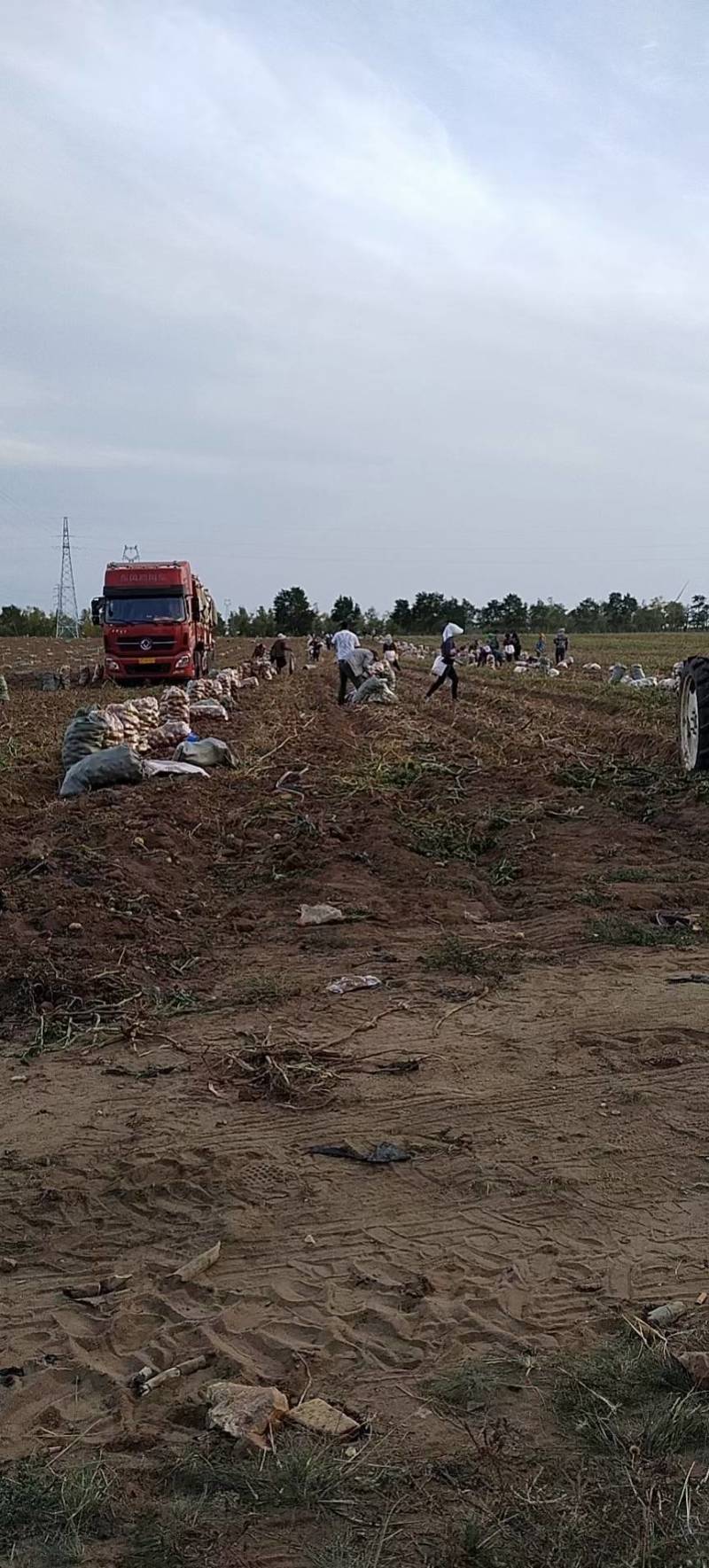 张北土豆优质土豆，实验1号土豆，万亩种植面积