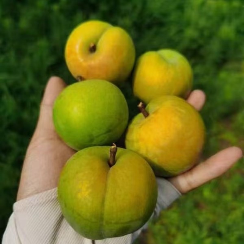 精选优质蜂糖李，大量上市，欢迎各地客商前来咨询选购