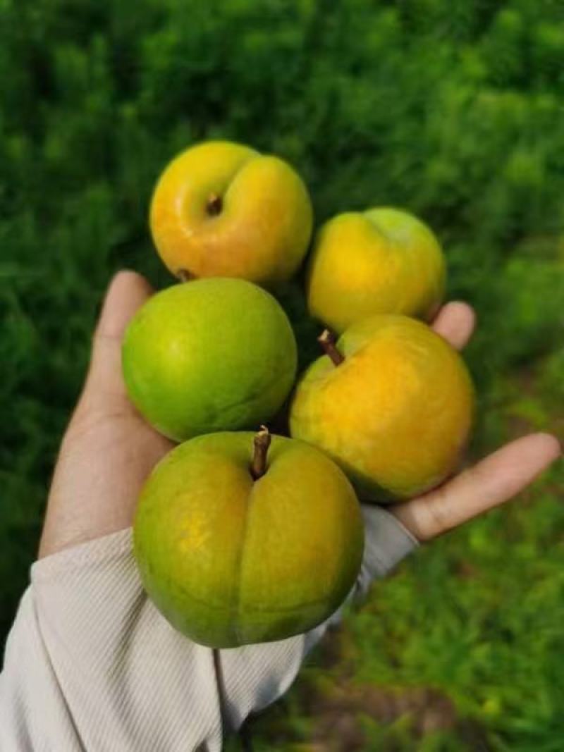 精选优质蜂糖李，大量上市，欢迎各地客商前来咨询选购