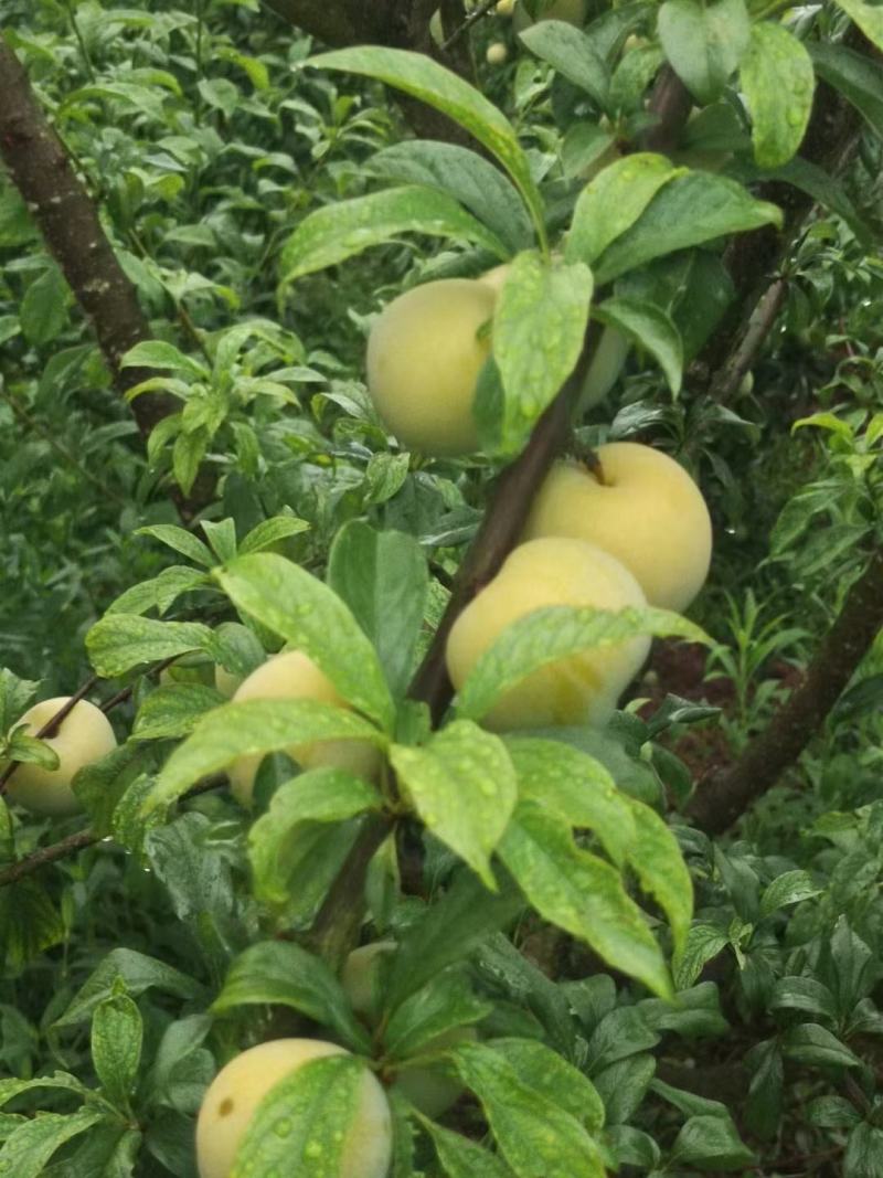精选优质蜂糖李，大量上市，欢迎各地客商前来咨询选购