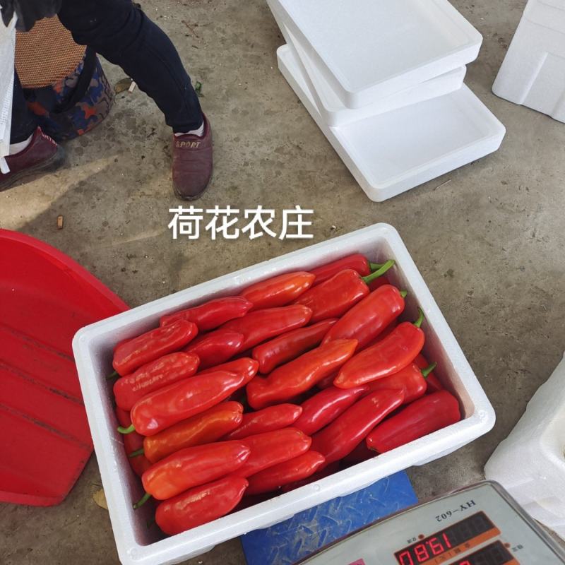 光椒，质量保证，可以视频验货，以质论价，货量充足
