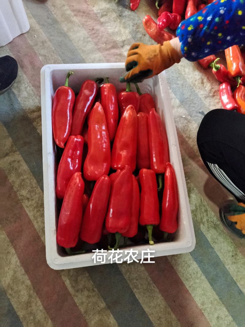 光椒，质量保证，可以视频验货，以质论价，货量充足