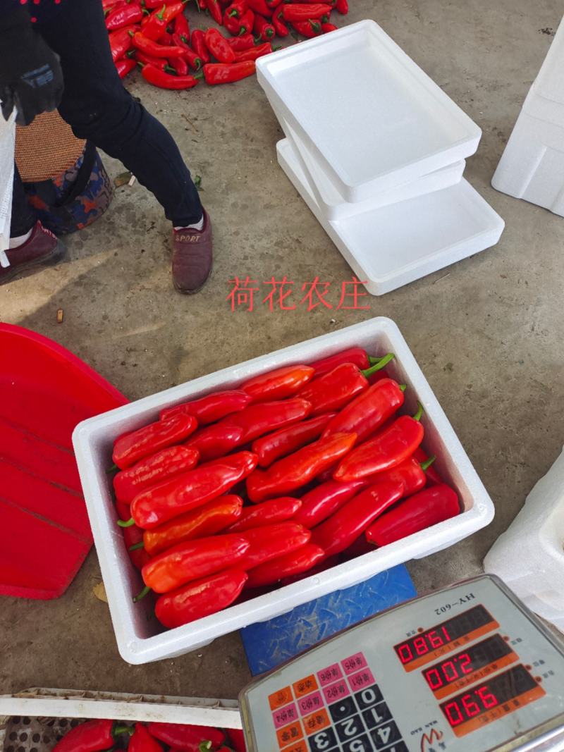 光椒，质量保证，可以视频验货，以质论价，货量充足