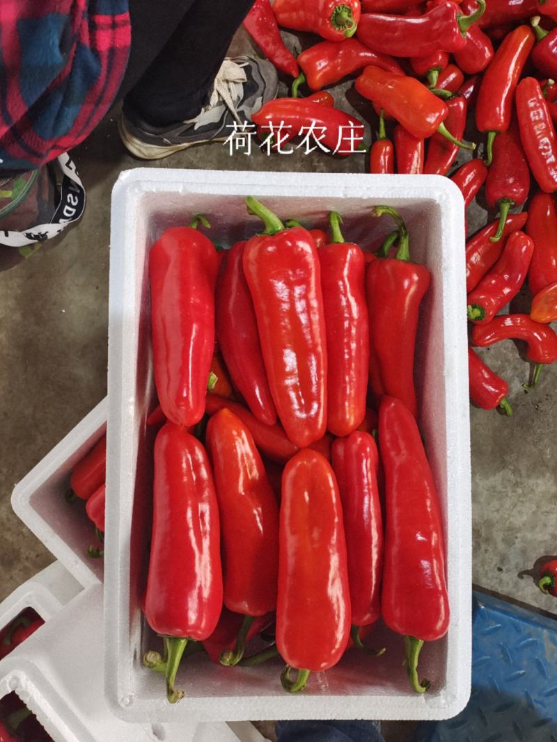 光椒，质量保证，可以视频验货，以质论价，货量充足