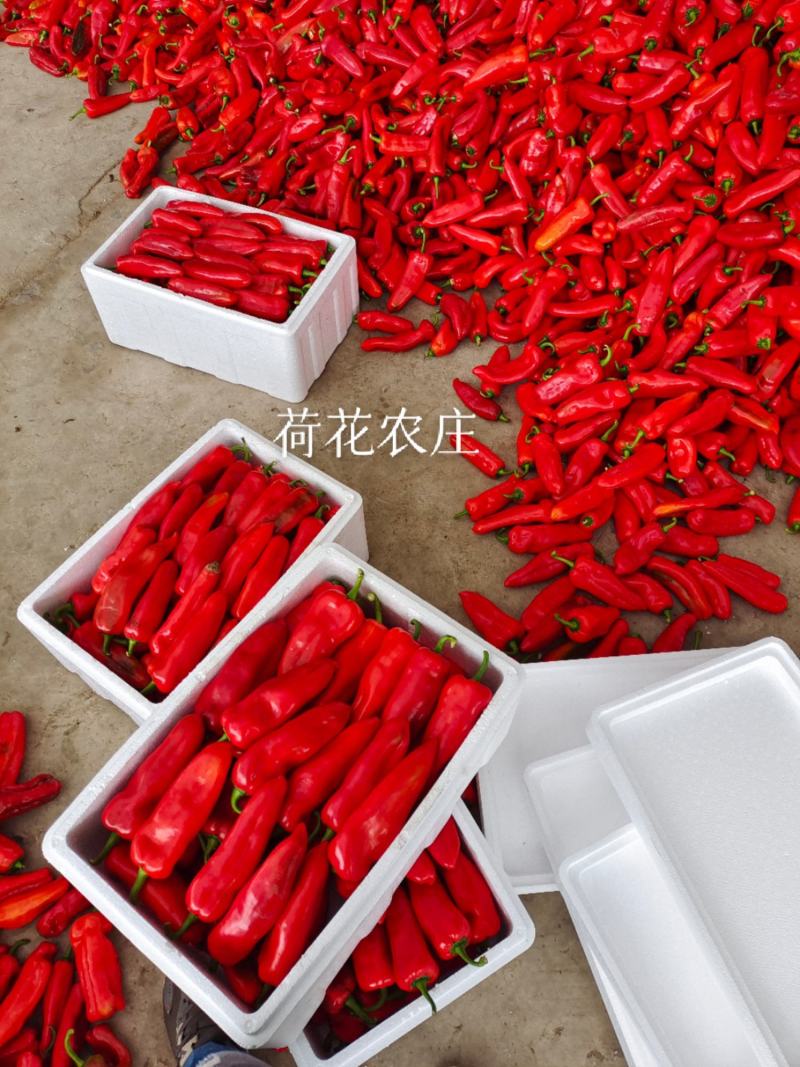 光椒，质量保证，可以视频验货，以质论价，货量充足