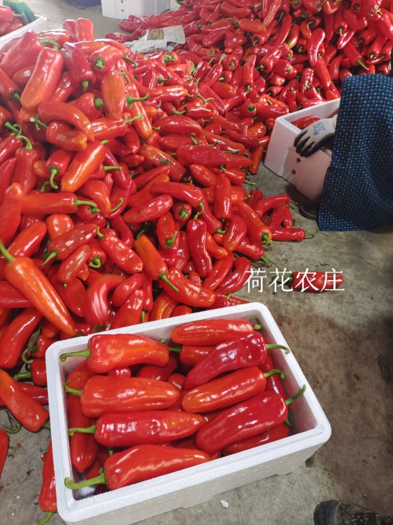 光椒，质量保证，可以视频验货，以质论价，货量充足