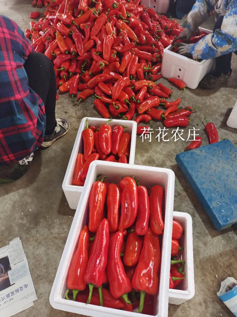 光椒，质量保证，可以视频验货，以质论价，货量充足
