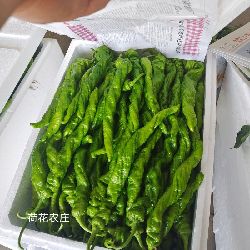 精品螺丝椒，产地直供，品质有保证，可视频验货